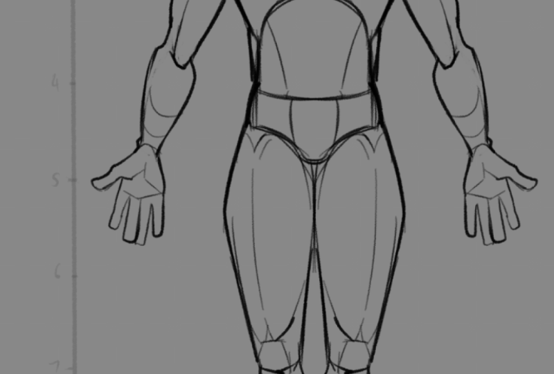 Base Anatomy (Pre-Muscle Structure)