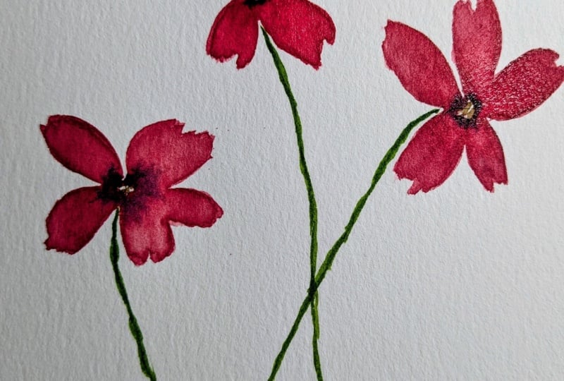 Loose Watercolor Cosmos