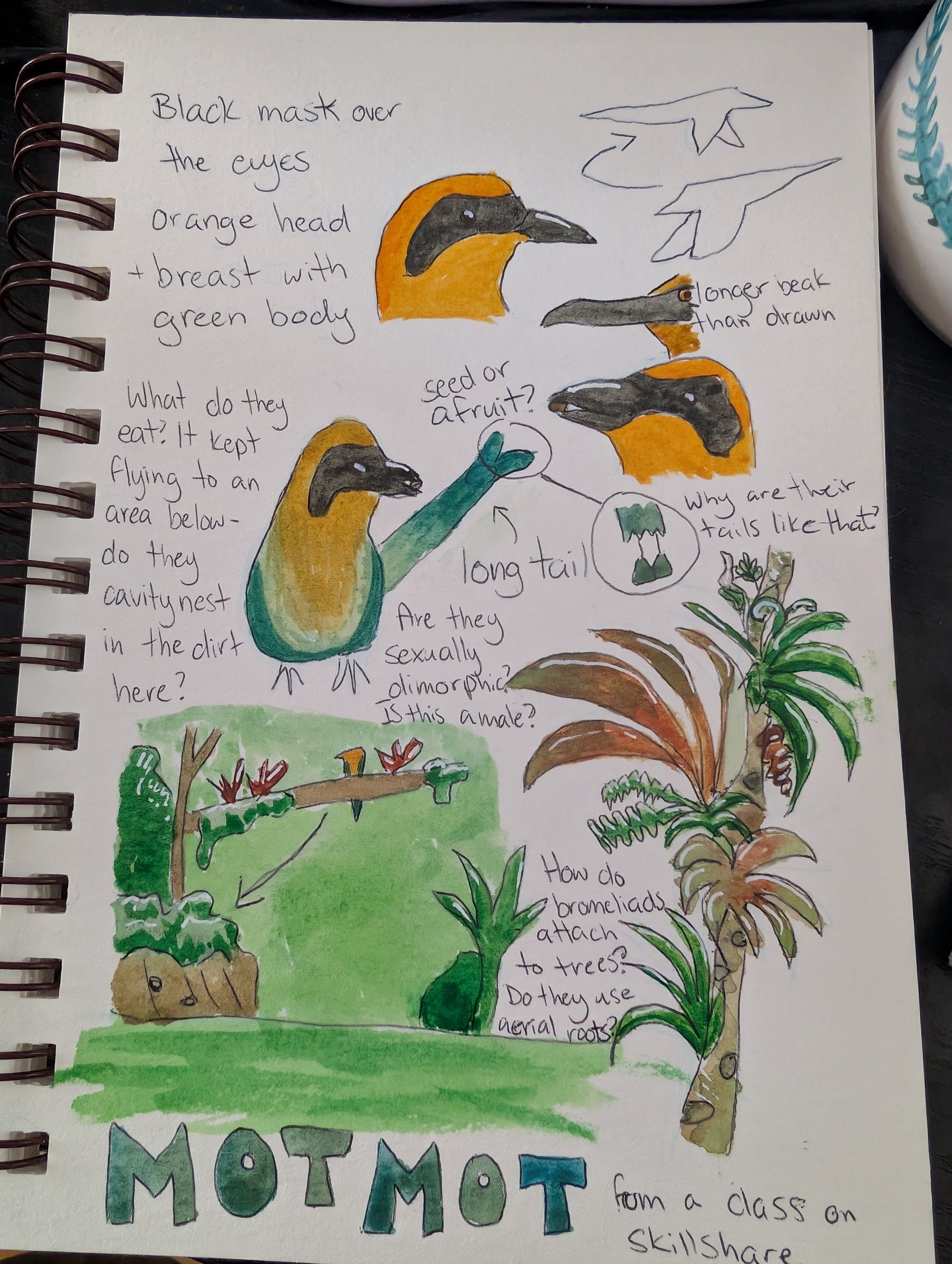 MotMot Page - student project