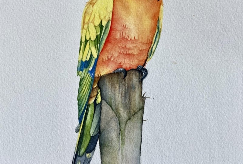 Sun Conure