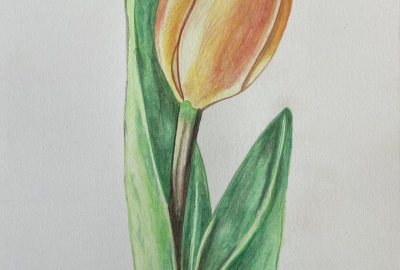 Tulip as the First Watercolor Pencil Attempt