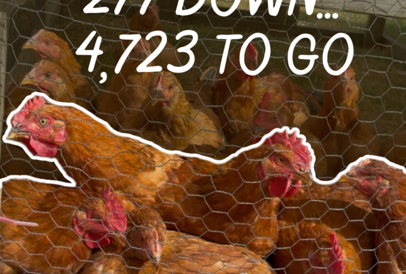 Flat Hill Farm IG Reel on Chicken Harvest