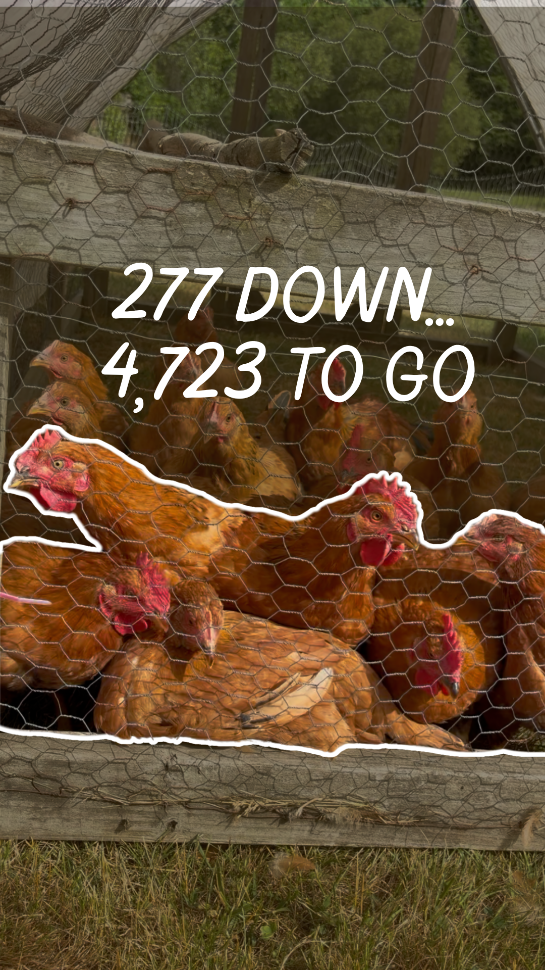 Flat Hill Farm IG Reel on Chicken Harvest - student project