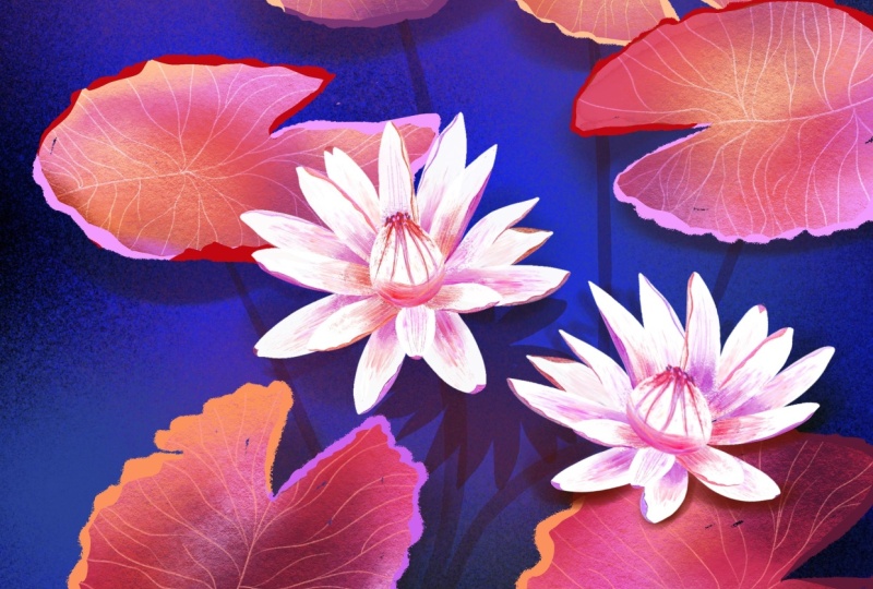 Serene and still, my Lilly Pond