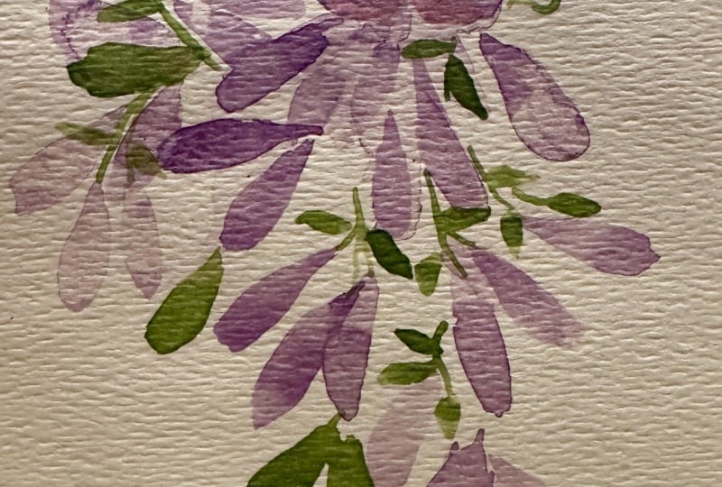 Wisteria