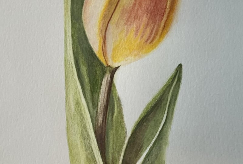 Tulip