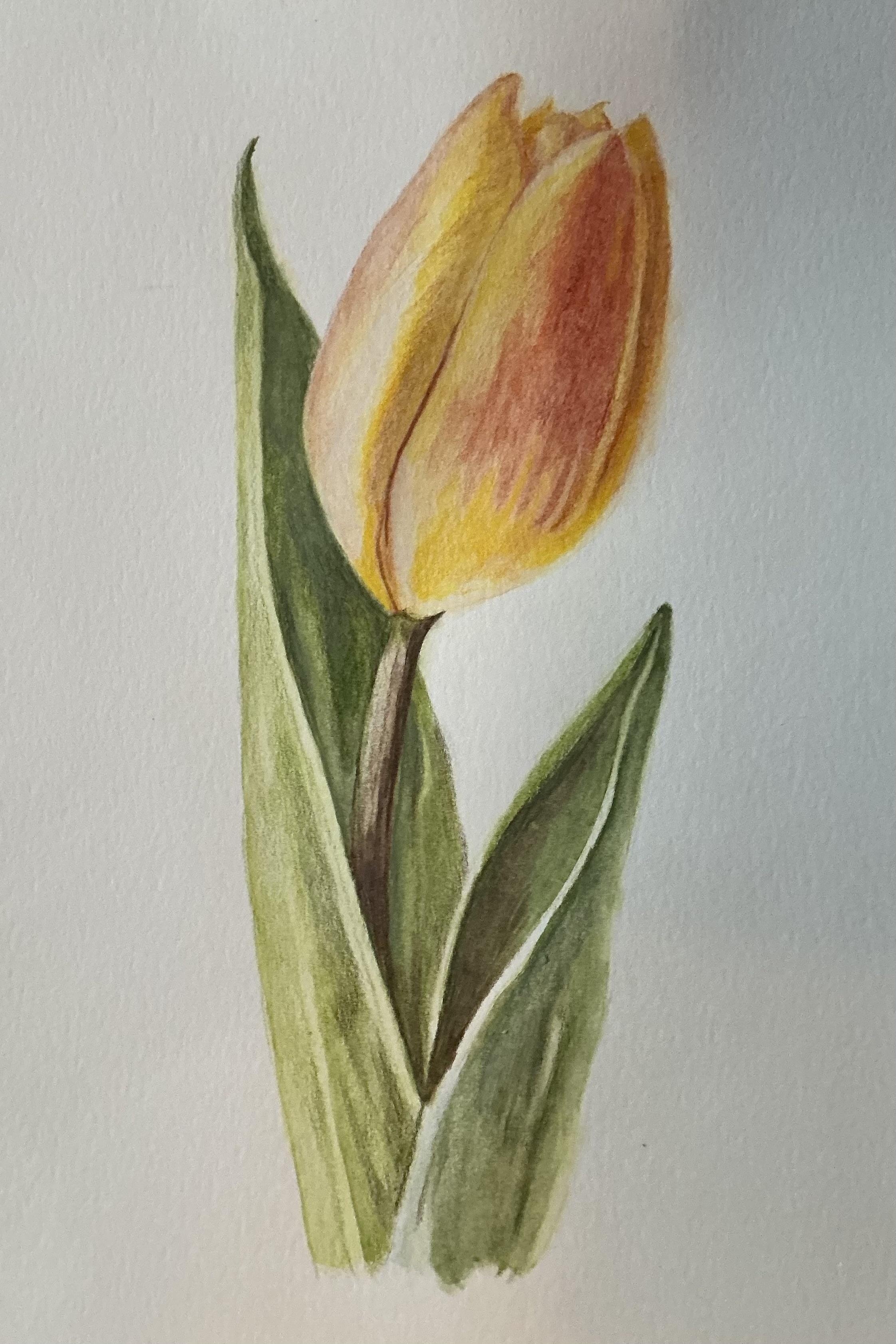 Tulip - student project