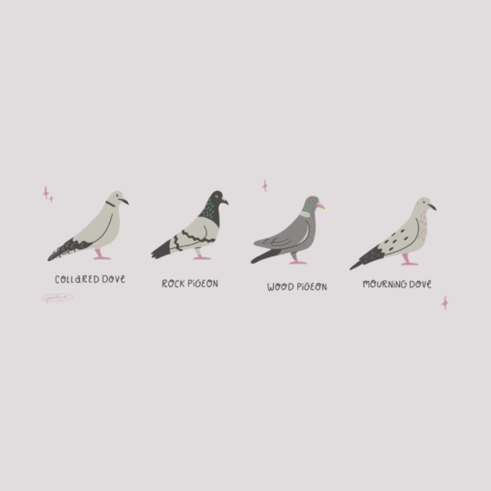 Stylizing birds 🕊️
