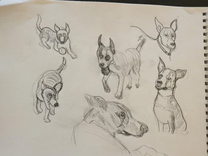 Aussie mixed breed short hair dog views