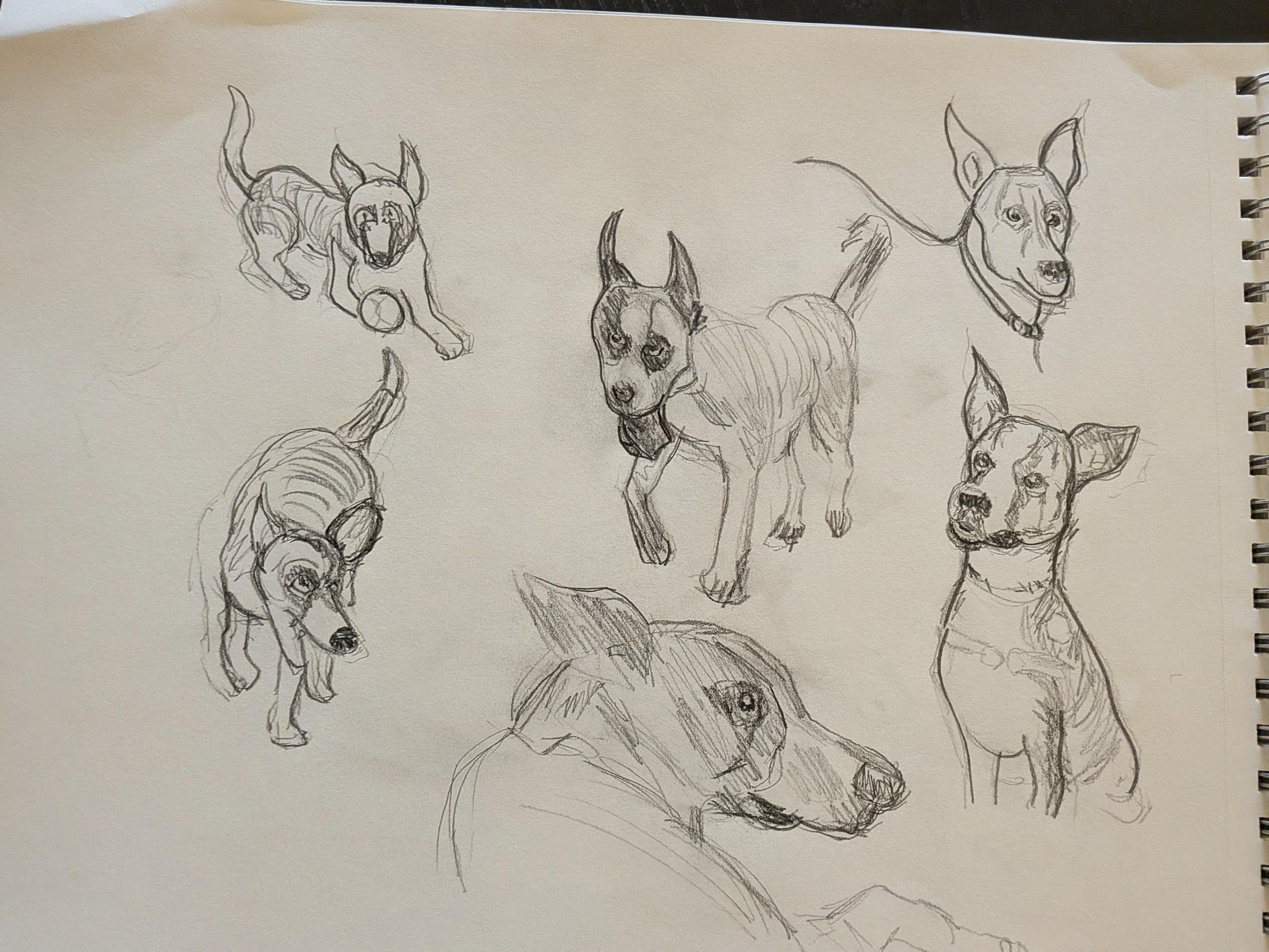 Aussie mixed breed short hair dog views - student project