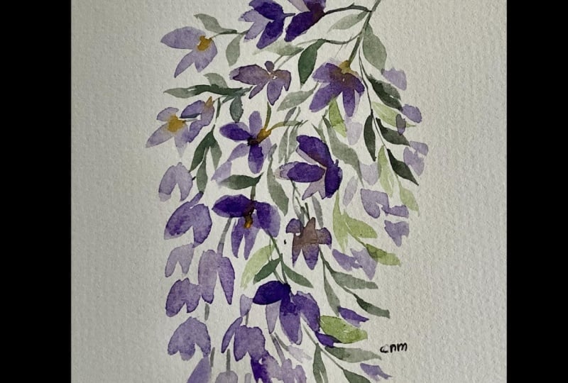 Wisteria