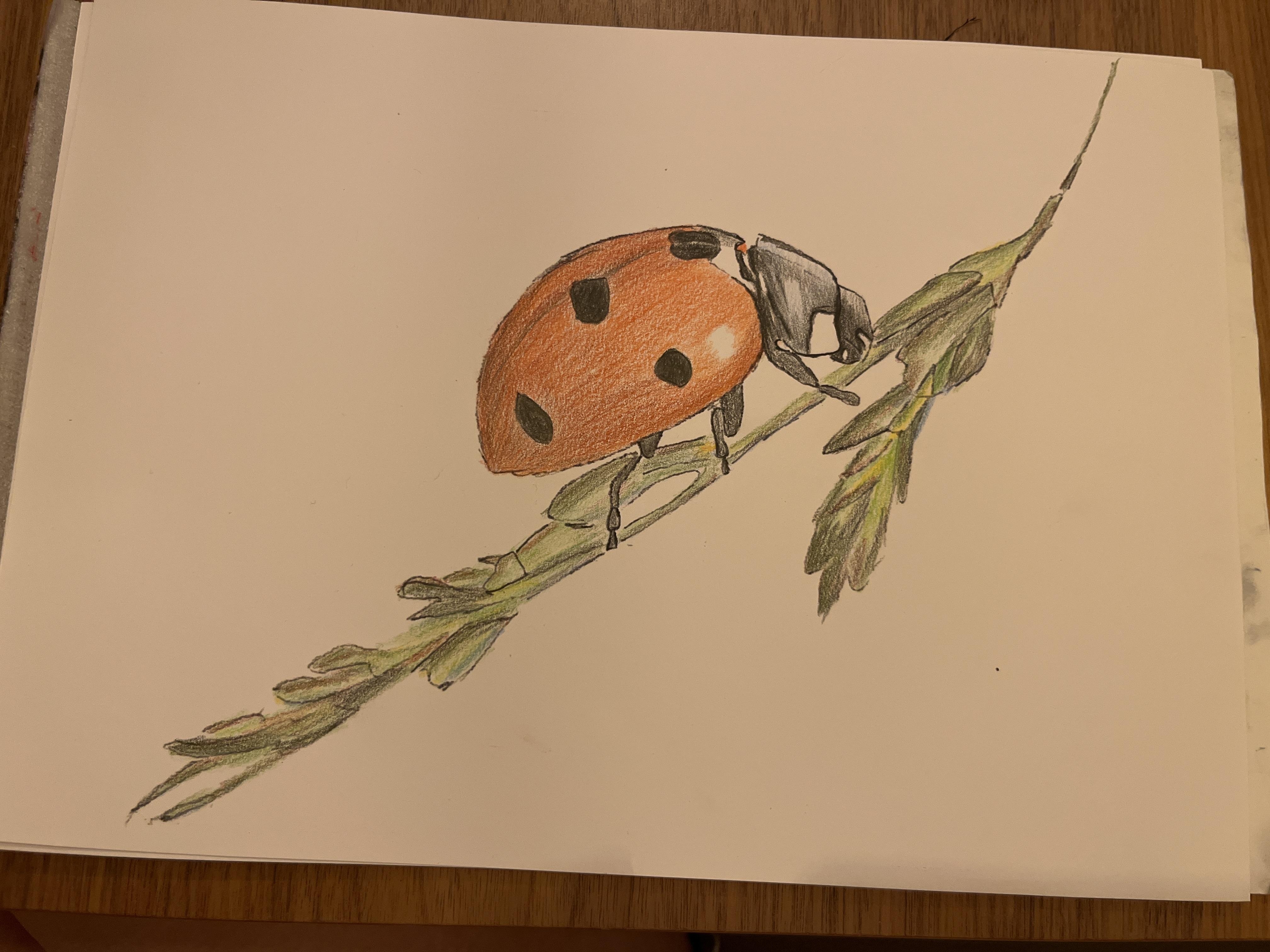 more-projects-from-class-img