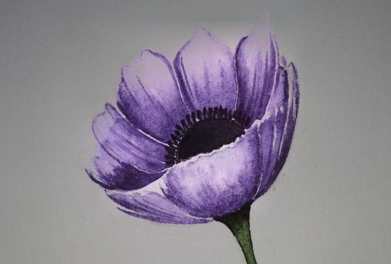 Anemone