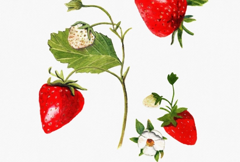TEXTURE STRAWBERRY CANVA