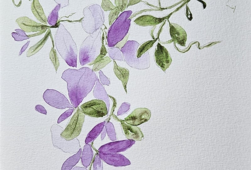 Wisteria