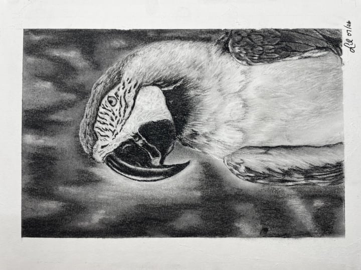 Macaw Charcoal
