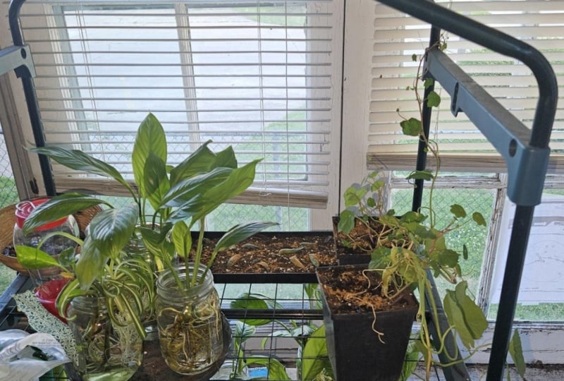 nana's peace lilies