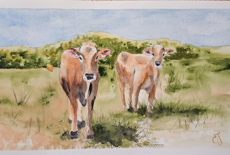 Swiss cows