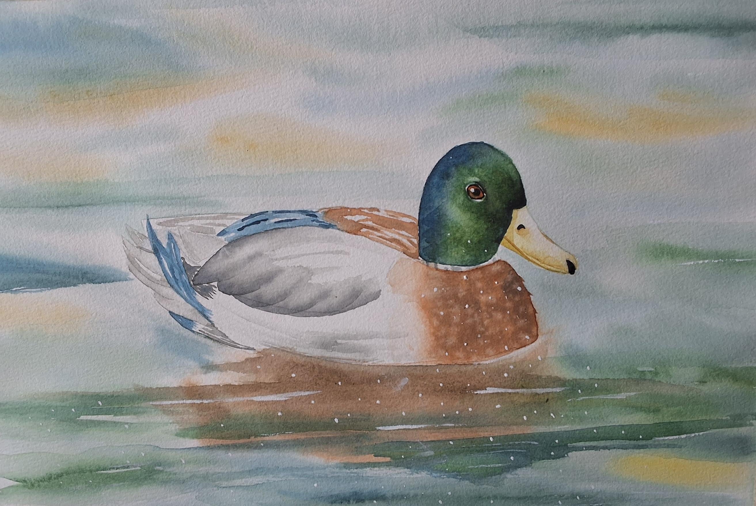 Mallard duck - student project