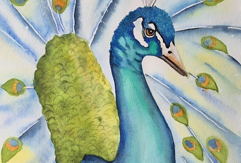Peacock