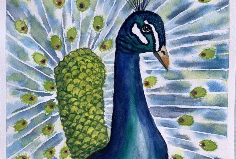 Watercolour Peacock
