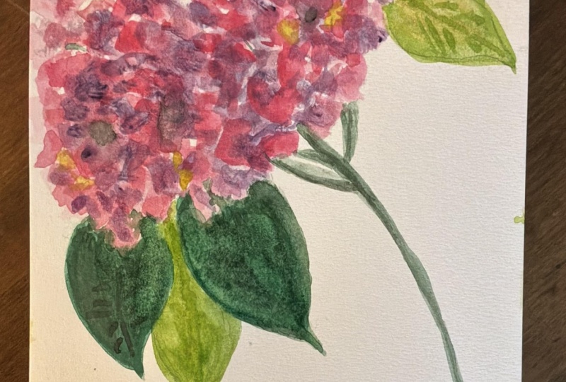 Hydrangea