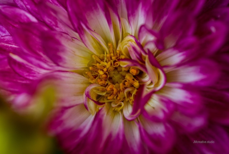 Dahlia
