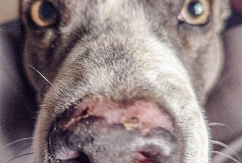 Perrito cariñosito y amoroso