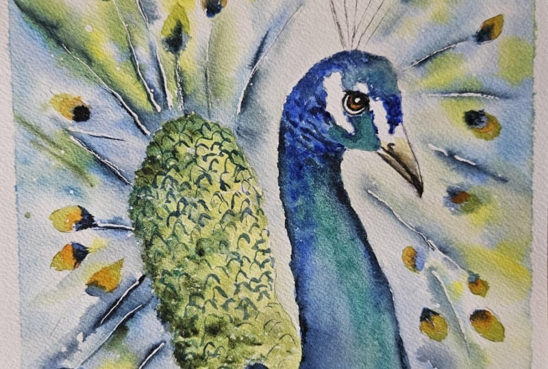 Peacock with Carrie