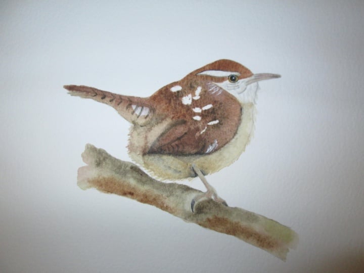 Paul's Wren