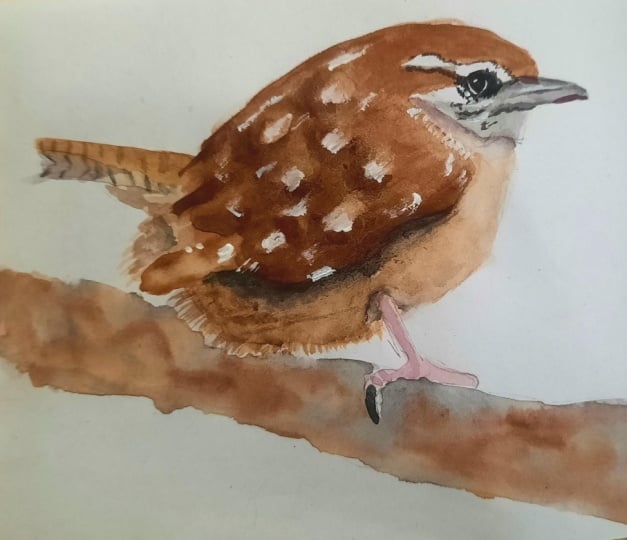 Wren