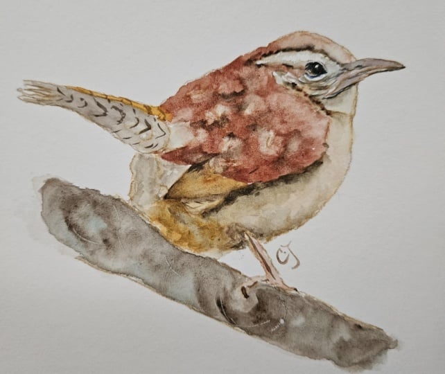 Grumpy wren