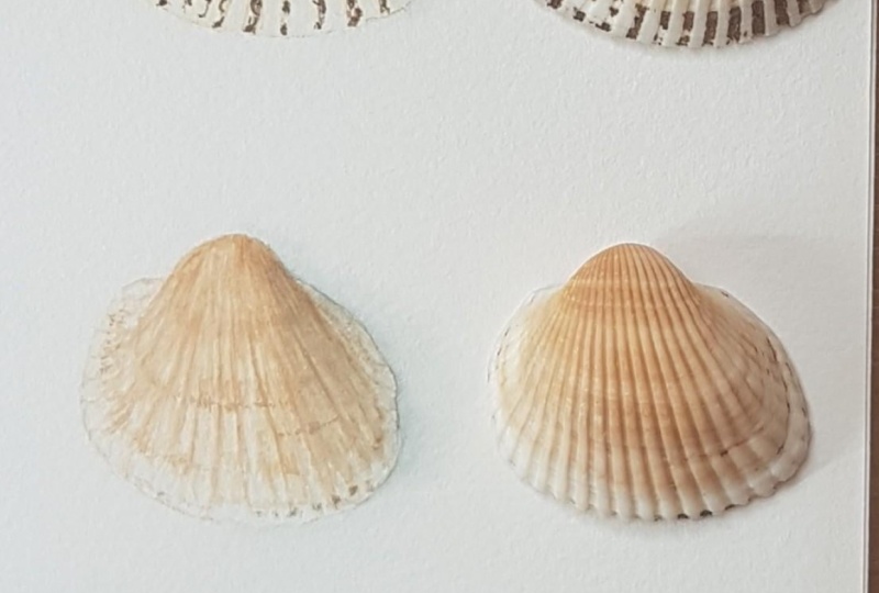 Seashells