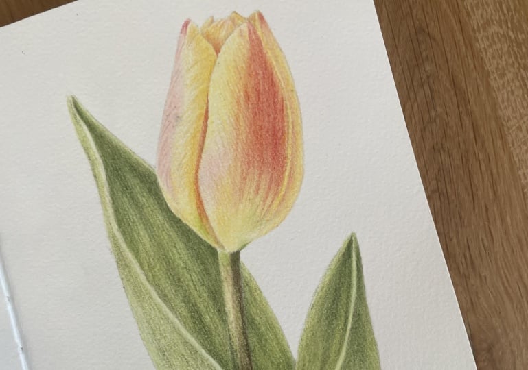 Tulip with watercolour pencils