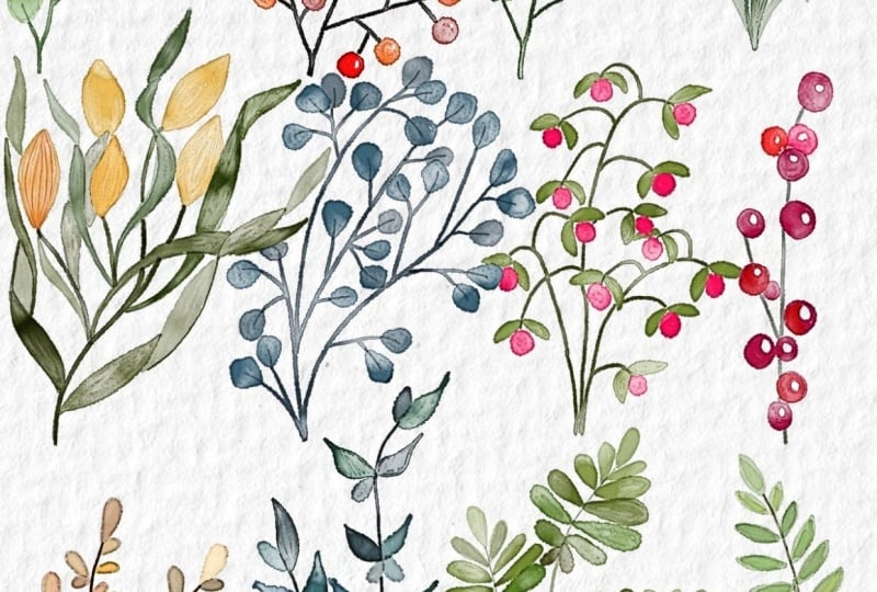 Ilustracion botanica 101