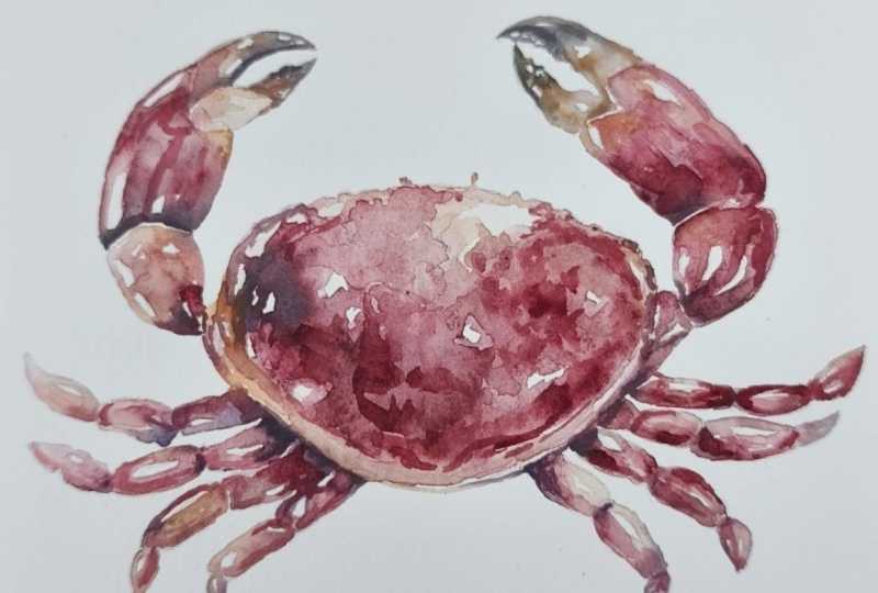 Červený krab