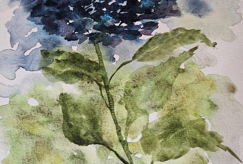 Loose wc hydrangea