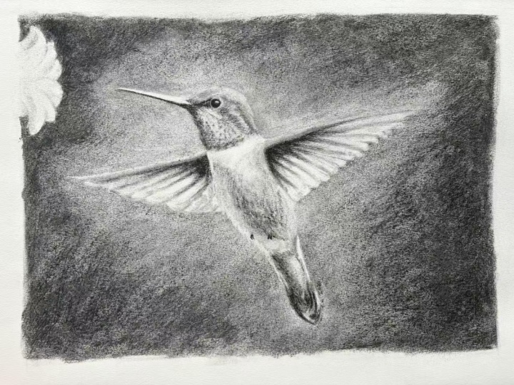 Ephemeral Charcoal Humming Bird