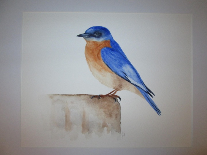 Paul's Bluebird