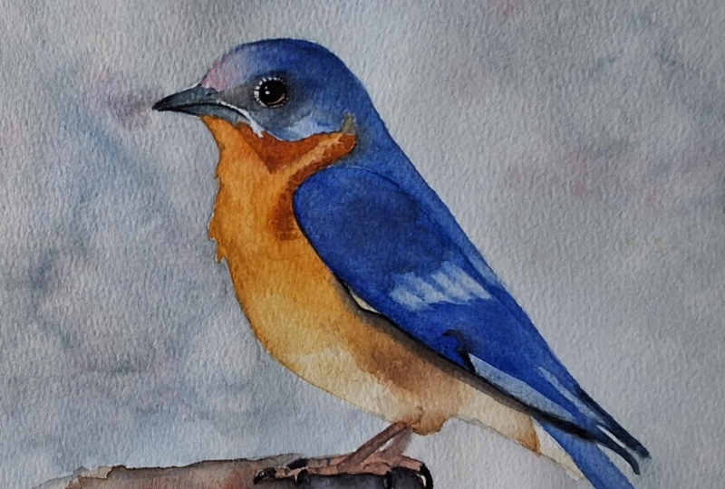 Bluebird