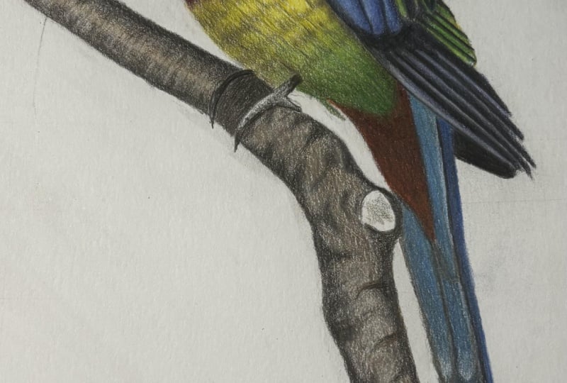 Colourful Bird