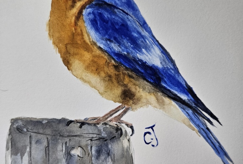 Bluebird with Paul C
