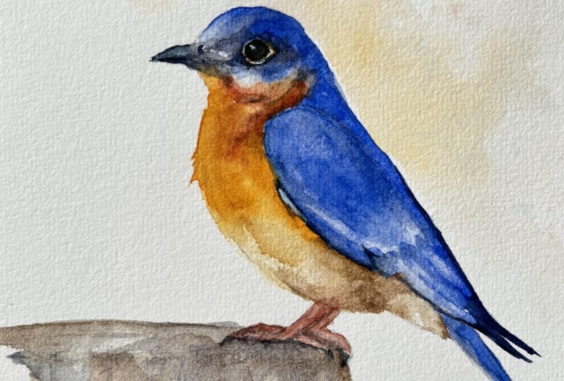 Bluebird Using Layers