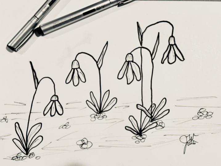 Snowdrops