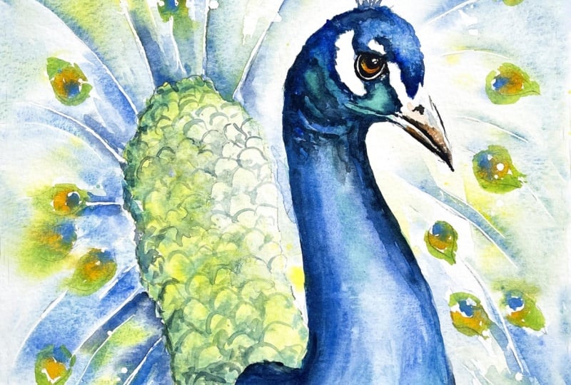 Proud Peacock