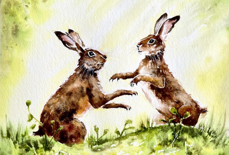 Sunlit Hares