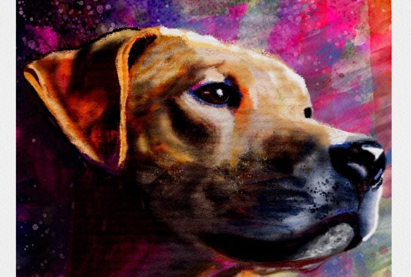 Abstract Dog
