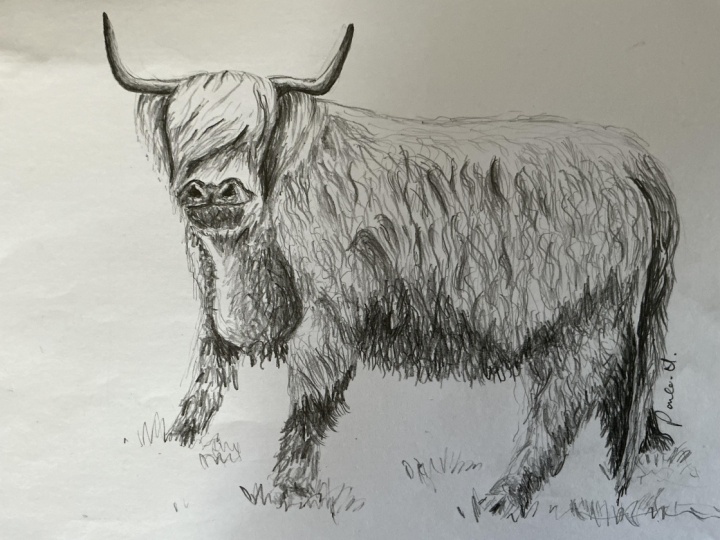 Highland Cow Pencil Drawing