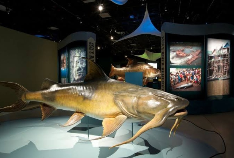 fish museum