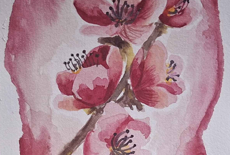 Cherry blossoms